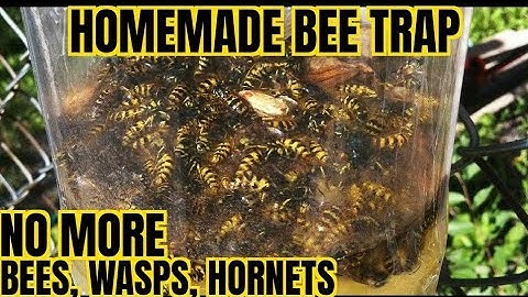 How To Make A Bee Trap