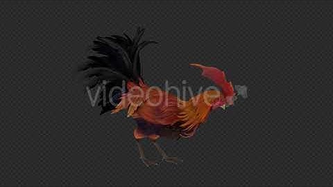 Chicken Pack | Motion Graphics - Envato elements