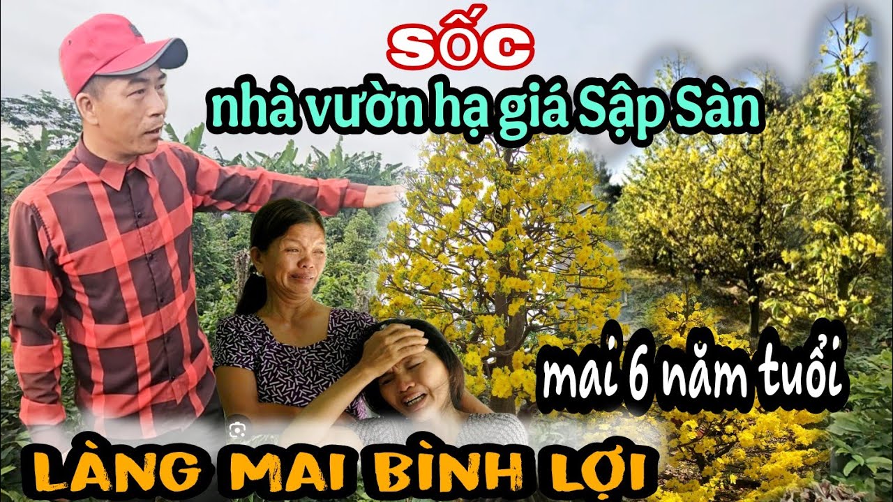 Làng Mai Bình Lợi Nhà Vườn Chính Thức Lên Tiếng Nói Ra Điều Này Hạ Giá Cực Rẻ Luôn Rồi