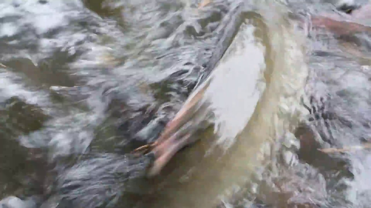 chung khoan vietnam Suối cá thần | Đút cho cá ăn như đút cho heo ăn rau