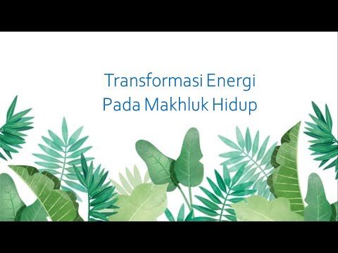 Video: Bagaimana energi berpindah dari satu makhluk hidup ke makhluk hidup lainnya?