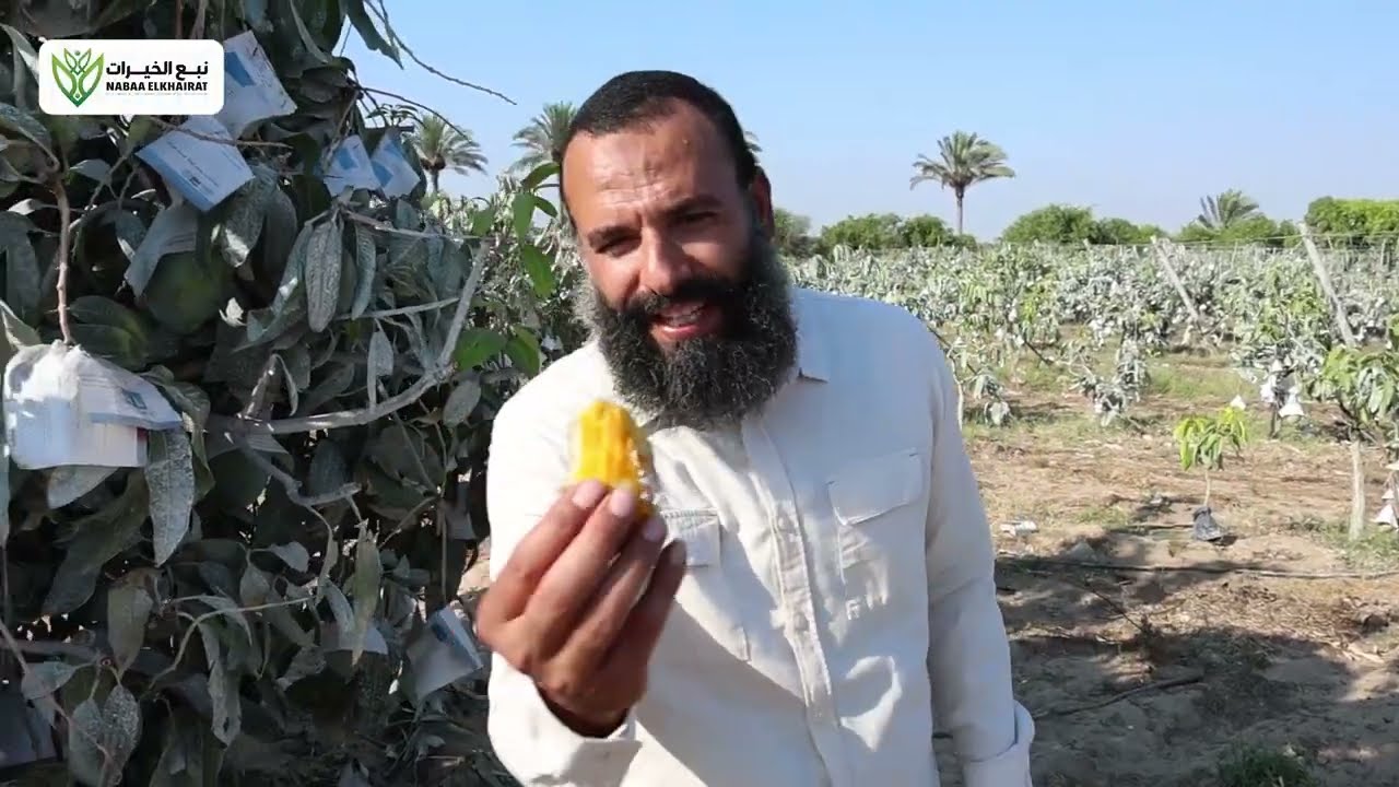 اسهل طريقه لزراعة بذور المانجو واشجار المانجو من البذره