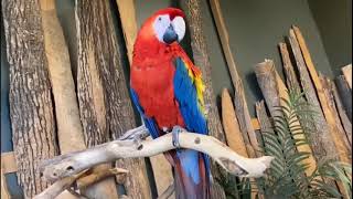 BIRD KINGDOM Niagara Falls Canada Main Aviary TOUR The Largest Indoor Aviary | Niagara Falls present