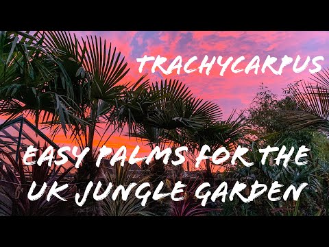 Trachycarpus - Easy Palm Trees for UK Tropical Gardens