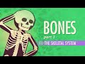 The skeletal system crash course anatomy  physiology 19