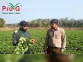 Farmer review in potato crop