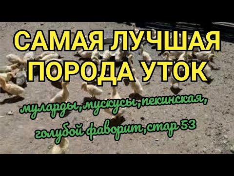 Какую утку выбрать?Самые выгодные утки/ Мясные утки породы