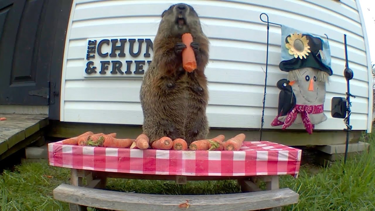 When Gardener Jeff is on Vacation…