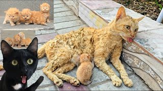 ENCUENTRAN A ESTA MAMA GATO CON GATITOS BEBE Y PASA ESTO...reacción con gatos Luna y Estrella