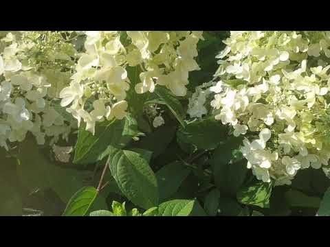 Video: Hortenzija Paniculata