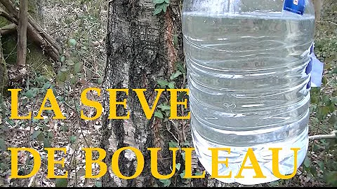 Pourquoi la sève de bouleau devient trouble ?