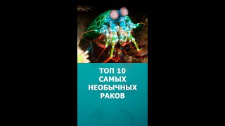 Топ 10 Самых Необычных Раков #Шортс #Раки #Интересное #Топ10 #Shorts #Комарик