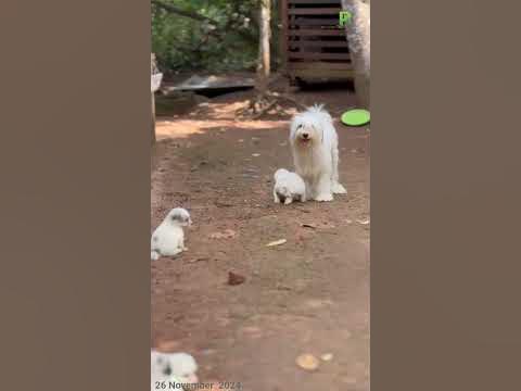 Lasa  puppy's ||+91 85938 52209 ||Trivandrum ||#plantorium