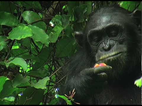 Out of the Mouths of Apes: Teeth Provide Insight on Evolution