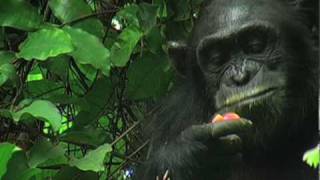 Out of the Mouths of Apes: Teeth Provide Insight on Evolution