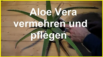 Wann bekommt Aloe vera Kindel?