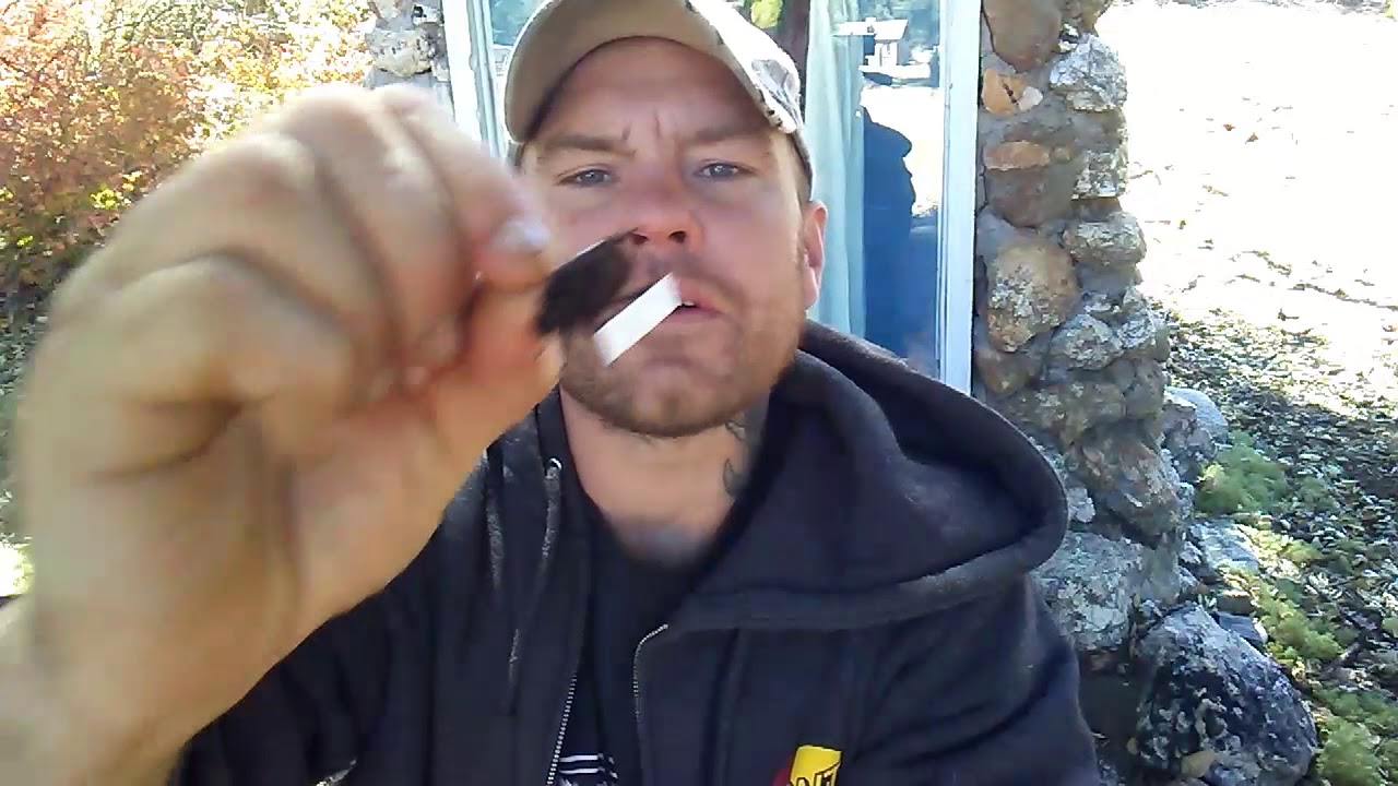 Pleocoma FUZZY Scarab Beetles