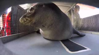 Coast Guard transports critically endangered monk seals