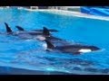 Seven Whales in Show Pool (12/21/12)