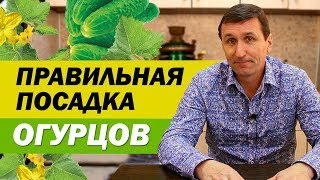 ПРАВИЛЬНАЯ ПОСАДКА ОГУРЦОВ | САДОВЫЙ РАЙ