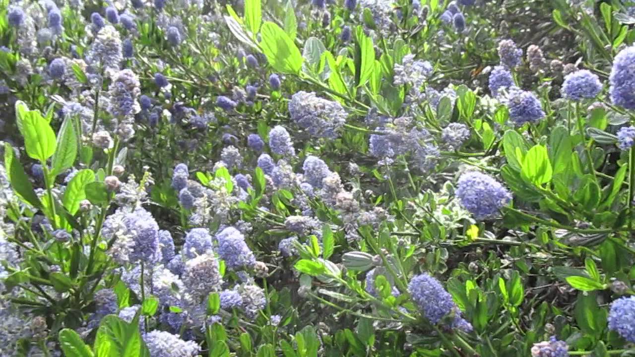 Bees love this plant.