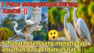 7 Fakta Menarik Burung blekok Sawah [ Kuntul ] ‼️Burung Legend yang Hampir Punah 😱