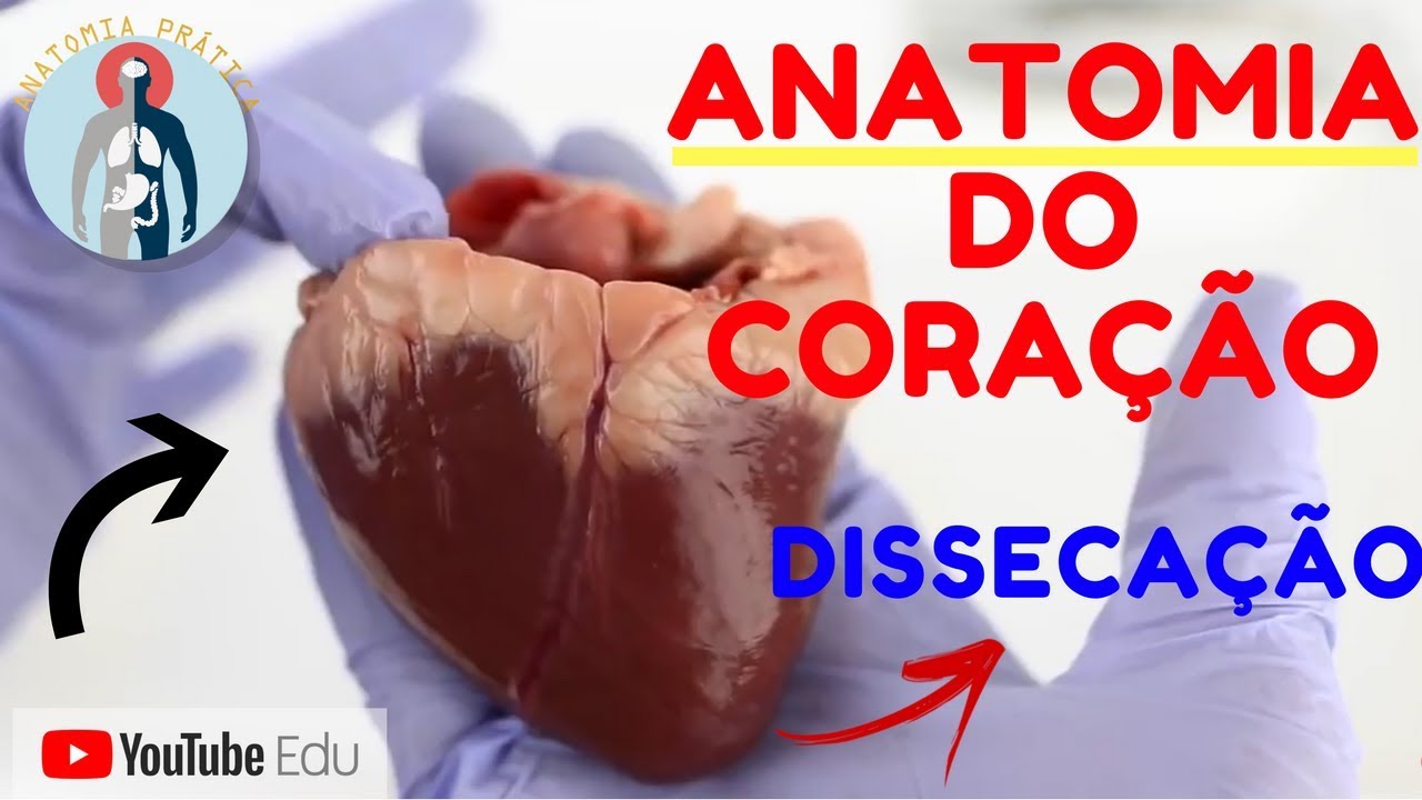DISSECANDO UM CORAÇÃO DESCUBRA AQUI ANATOMIA CARDÍACA [Anatomia Prática ...