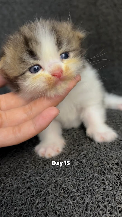 Kitten timelapse day 1 to 180 days Moy version #cat #funnycat #cutecat #cat #kitten #timelapse