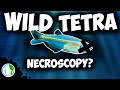 DEAD Nano Blue Tetra Fish!  - Microscopic Necroscopy of Aquarium Fish