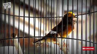 Download Burung Manyar Isian Kenari Full Mantap Video MP3 Burung Manyar Isian Kenari Full Mantap