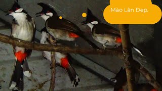 Ae Cùng Đam Mê Có Cách Chọn Chim Chào Mào Bổi Trong Aviary Cực Kỳ Đơn Giản Nhưng Hiệu Quả.