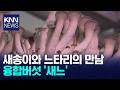 전에 없던 버섯의 등장 새송이 느타리=새느/ KNN