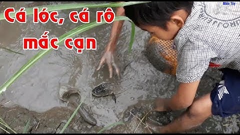 Bắt cá lóc, cá rô mắc cạn trên ruộng lúa chín | catch fish in shallow water