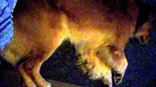 '' SIMBA '' ............... o eterno cão sonhador.....................
