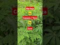 Intercroping moringa, Yuca / Cassava and corn. #moringa #Cassava #Corn