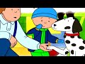 Caillou y el Perro Inteligente | Caillou en Español Castellano