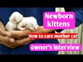 Newborn kittens care and tips | Mother cat care | persian cat | Owner's interview