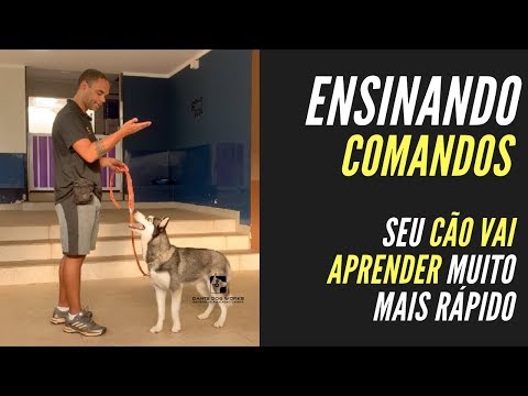 Vídeo: Como Você Treina Seu Cão Para Seguir Comandos?