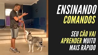 COMO ENSINAR COMANDOS PARA SEU CÃO APRENDER MAIS RÁPIDO