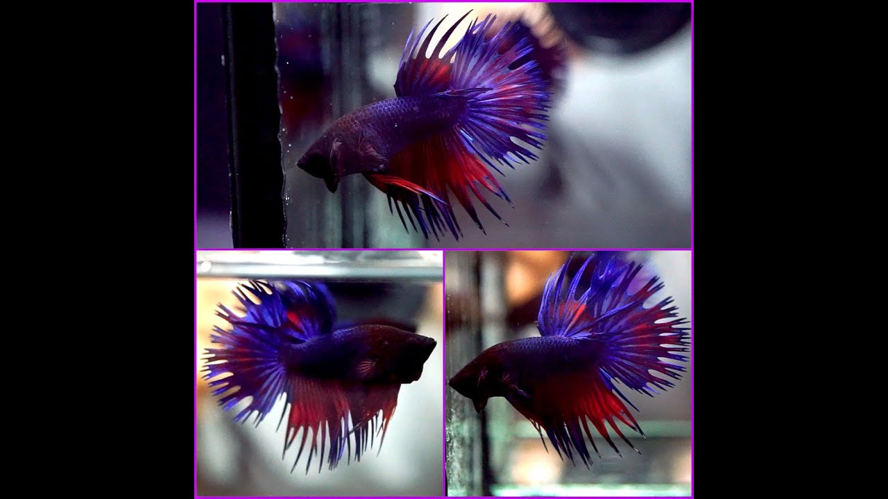 Live Betta Fish SUPER BLUE PURPLE RED Crowntail CT Male #A176 