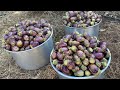 Preparing Eggplant MAKDOUS in Aïn el Zeit Akkar with Tharwa. The Complete Traditional Process