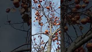 Cennet Hurmasının Faydaları Ilk Yorumumda, Bilseydim Daha Çok Yerdim Diyeceksiniz...