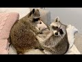 Pet Raccoons become Best Friends