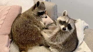 Pet Raccoons become Best Friends