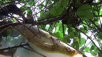 MẬT ONG RỪNG HIỆP ĐỨC-CẬN CẢNH KHAI THÁC KHAI THÁC VIDEO 3