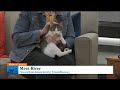 Midwest Access: Pet of the Week: River the Cat Survived the Unthinkable—Now She Needs a Home