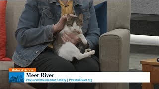 Midwest Access: Pet of the Week: River the Cat Survived the Unthinkable—Now She Needs a Home