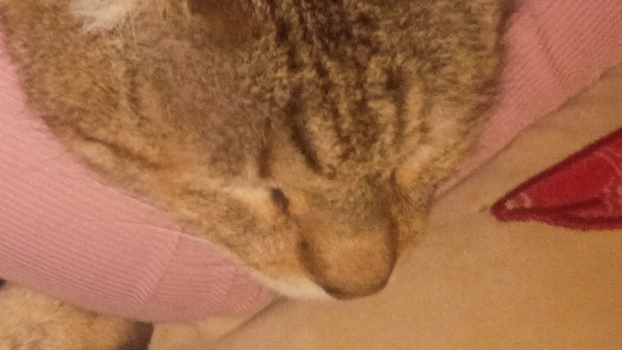 Red dead 2 but im FADED