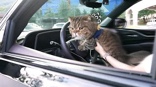 Lulu the Cat Poops in a 200 Million Won Car After Eating to His Heart's Content (ENG SUB)