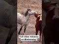 Bachelor Stallions (wild Horses) Playing! Full video released Wednesday!